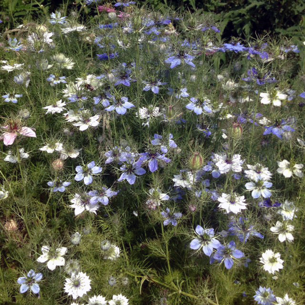 Grow Your Own Cut Flowers Workshop – Sowing & growing annuals SOLD OUT - Image 2