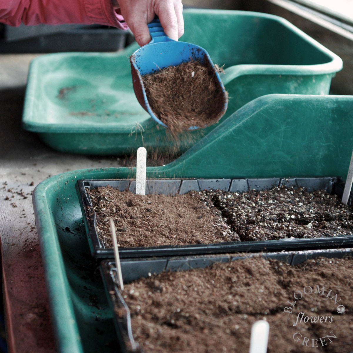 Grow Your Own Cut Flowers Workshop – Sowing & growing annuals SOLD OUT - Image 4