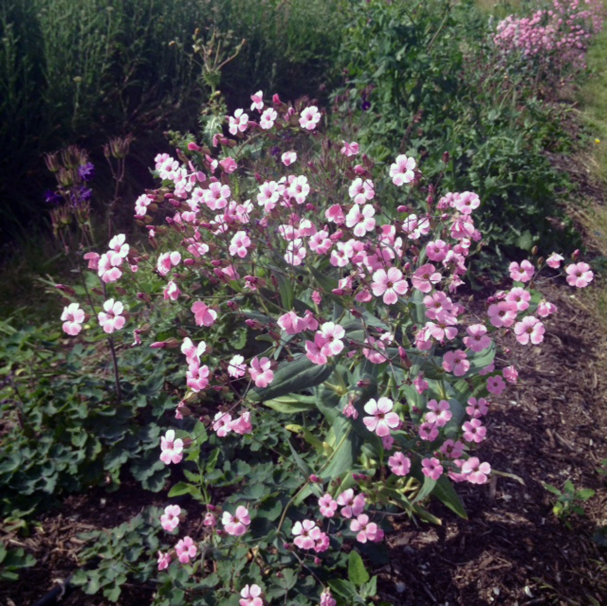 Grow Your Own Cut Flowers Workshop – Sowing & growing annuals SOLD OUT - Image 3