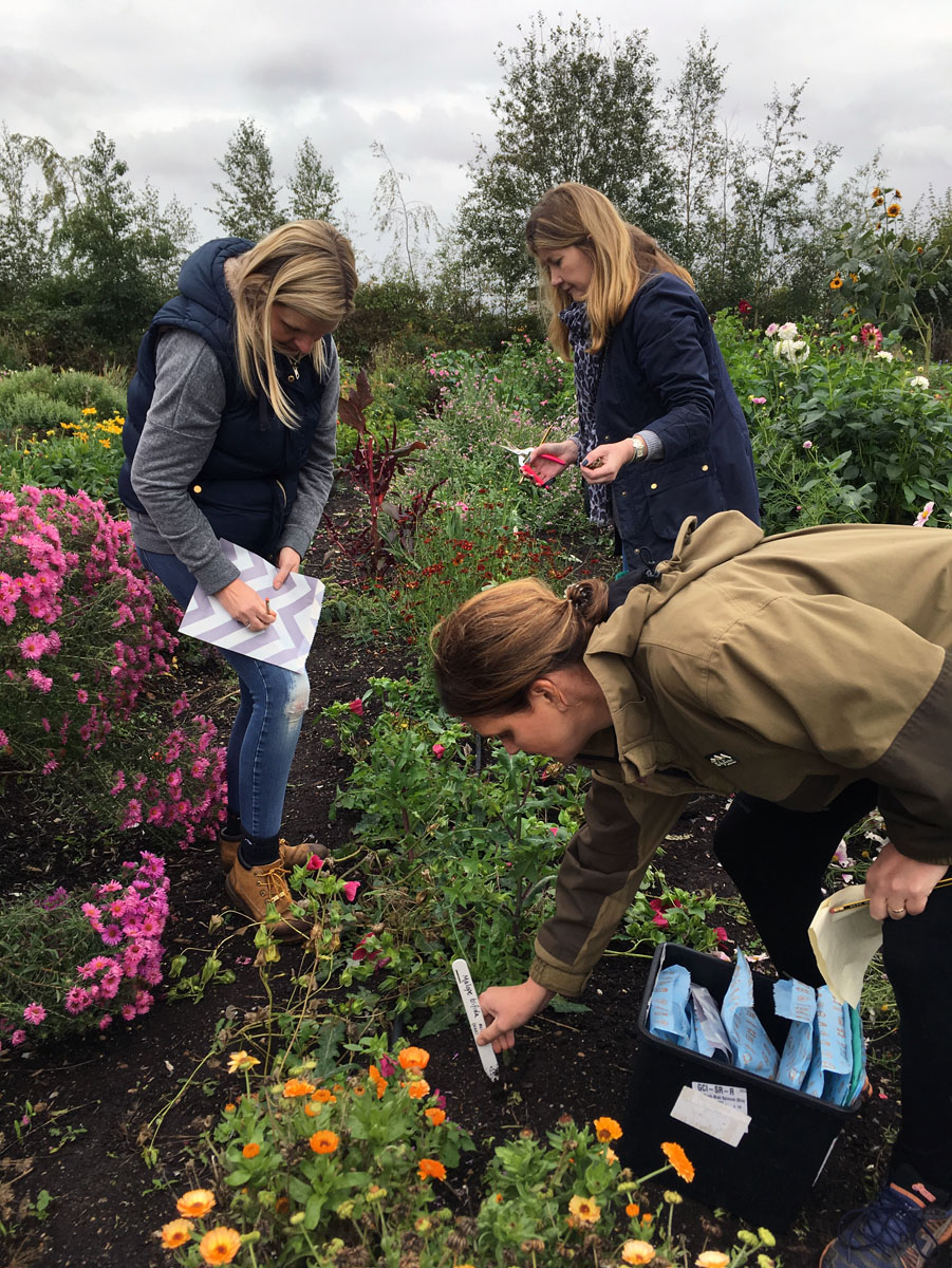 Grow Your Own Cut Flowers Workshop – Saving seeds & splitting perennials - Image 2
