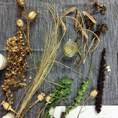 Grow Your Own Cut Flowers Workshop – Saving seeds & splitting perennials