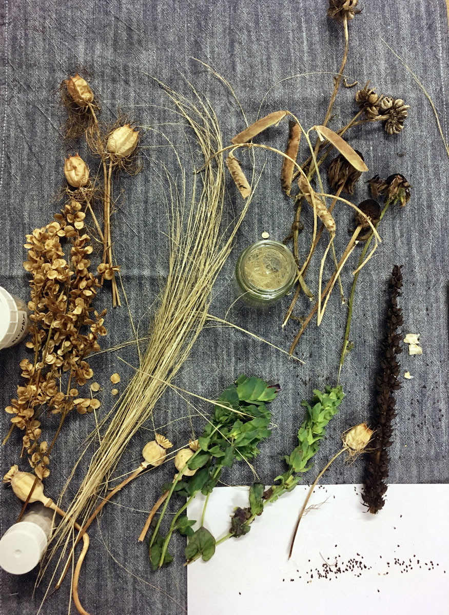 Grow Your Own Cut Flowers Workshop – Saving seeds & splitting perennials