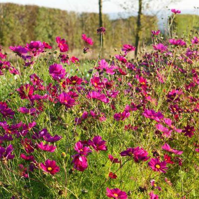 Grow Your Own Cut Flowers Workshop – Sowing & growing annuals SOLD OUT