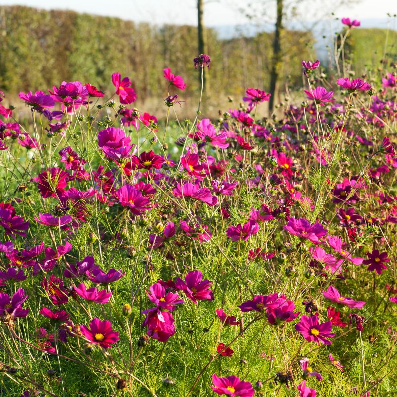 Grow Your Own Cut Flowers Workshop – Sowing & growing annuals SOLD OUT