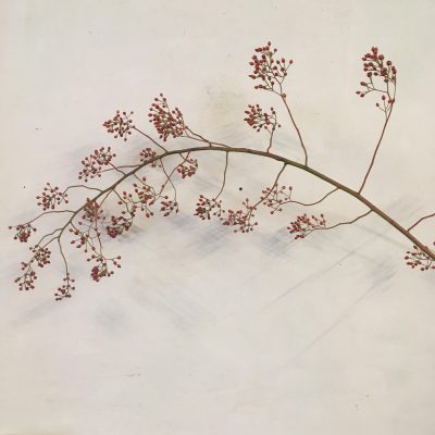 Rosehip bough - Collection only
