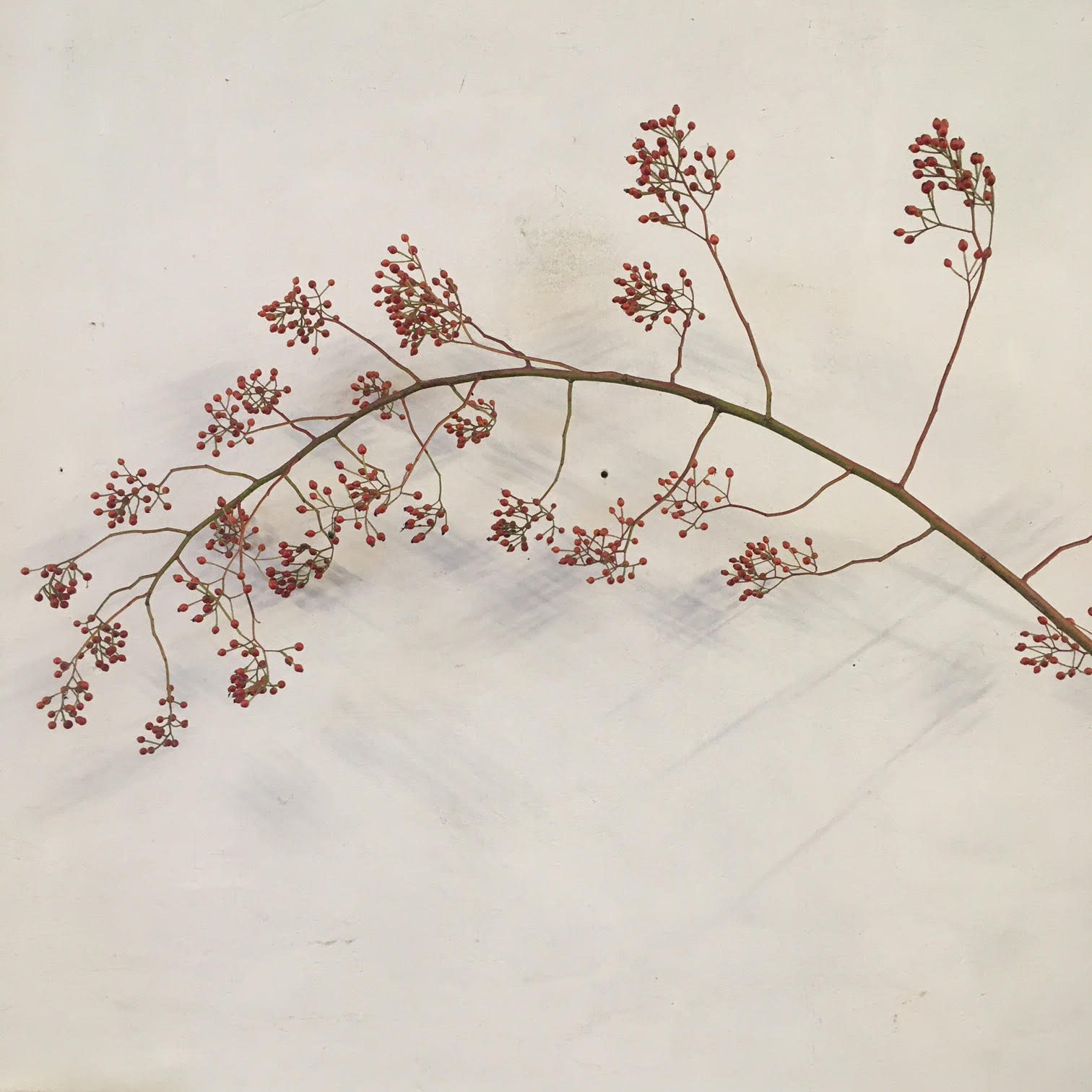 Rosehip bough - Collection only