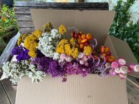 Box of 120 dried flower stems