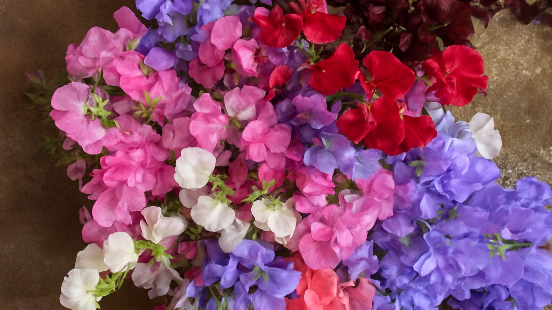 Sweet peas